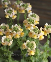 <i>Nemesia caerulea</i><BR><BR>���å�����Ϳ���<BR>�ɺ��ͥ᥷�����ͥ���<BR>�إХʥʥѥ����