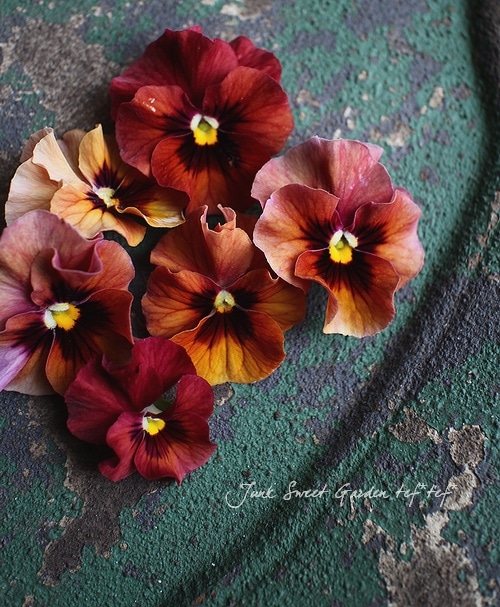 Luxury selection *<BR>フリルビオラ『桂鈴』<BR>お色『深緋色-こきひ