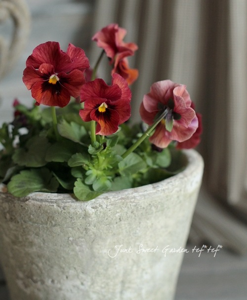 赤褐色 ビオラ本体 赤褐色 ビオラ本体 赤褐色 ビオラ本体 ビオラ | 製品情報 | 鈴木