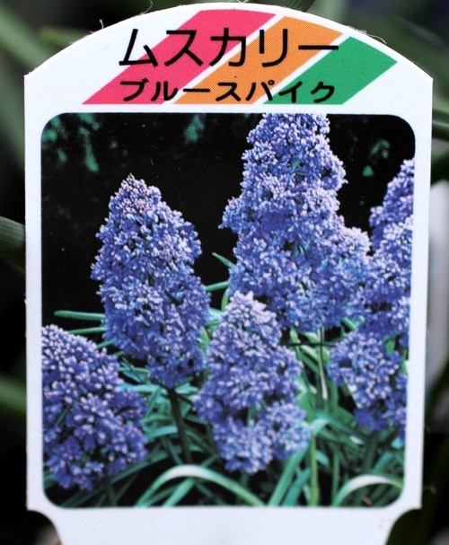 �����äѤʤ�OK�ε庬���ॹ����إ֥롼���ѥ�����