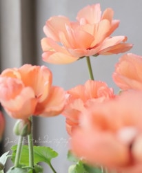 ����ݤ���Υ�ʥ󥭥�饹 �إ��ץ������ץꥳ�åȡ�