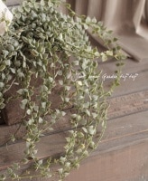 *Dischidia bengalensis<BR> 'variegata'.*<BR><BR>������Υߥꥪ��ϡ��Ȥο��<BR>�ǥ������ǥ����إХꥨ��������