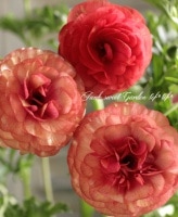 ڰݤ ʥ󥭥饹å꡼إࡼ١