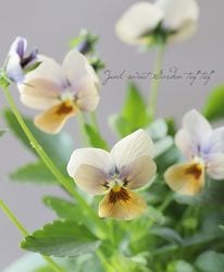 �����֥餵��Υ��ꥸ�ʥ�ӥ��顡�ߥ��ƥꥢ�����꡼�����إޥꥢ��