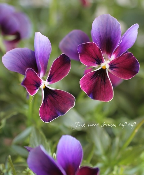 ★バカオライス☆ adidas by Stella McCartney コードカオス BOA / adidas by Stella