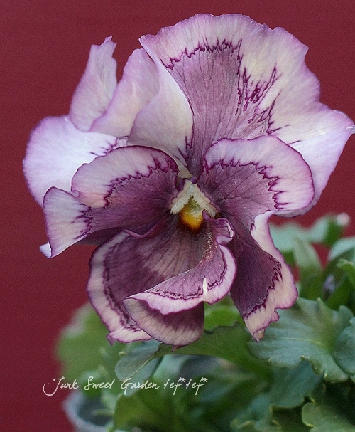 大塚温子　パンジー 大塚温子さんのパンジープレート卸売 通販