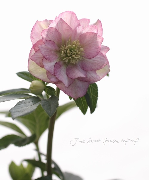 そ*♪様 ❤️プチプチ新芽❤️1283 【❤️極上❤️ソレイユ】クリスマスローズ そ*♪様 ❤️プチプチ新芽❤️1283 【❤️極上❤️ソレイユ