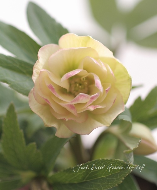 富山県 松浦園芸さんの Br クリスマスローズ 開花株 5号株 Br No 4 Flower Species Junk Sweet Garden Tef Tef