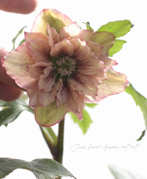 富山県 松浦園芸さんの Br クリスマスローズ 開花株 5号株 Br No 7 すべての商品 Junk Sweet Garden Tef Tef