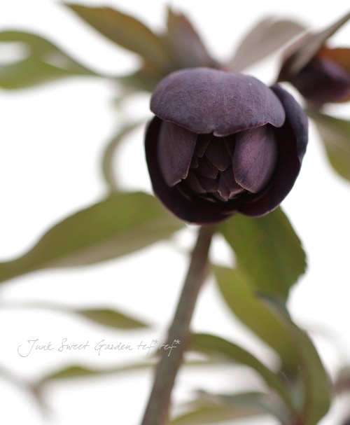 クリスマスローズ 開花予定株 ブラックマジック セルフ クリスマスローズ 開花予定株 ブラックマジック セルフ