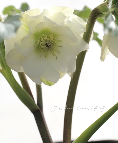富山県 松浦園芸さんの Br クリスマスローズ 開花株 5号株 Br ホワイト系ダブル No 12 Flower Species クリスマスローズ Junk Sweet Garden Tef Tef