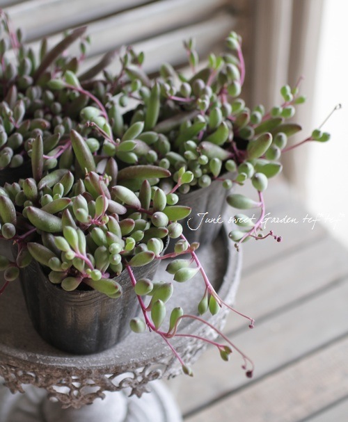 多肉植物】 『ルビーネックレス』 | すべての商品 | | Junk sweet