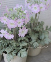 <i>Primula filchnera</i><BR><BR>�Ť����̷Ϲ���<BR>�⥹���꡼��Υ���С��꡼��<BR>�ץ���إե��륯�ͥ饨��