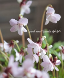 ɺߥ졡夹ߤ-٥˥ҥߥ-