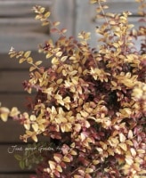 Lonicera nitida<BR>Baggesen's Gold<BR><BR>Ѵڥ˥顦˥<BR>إХå󥹡ɡ