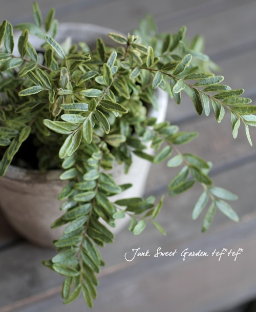 Lonicera nitida<BR>”Baggesen's Gold”<BR><BR>耐寒常緑低木