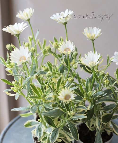 斑入りオステオスペルマム ザイール バリエガータ すべての商品 Junk Sweet Garden Tef Tef