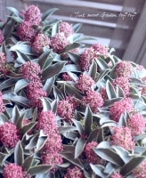<i>Skimmia japonica</i><BR><BR>ߥ<BR>إߥƥåޥ