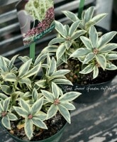 5ȭ֡<BR>Ѵ<BR>ߥإޥåޥ