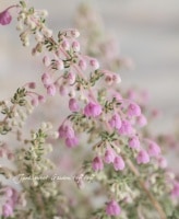 Erica <BR>chamissonis<BR><BR>ꥫ إߥ˥