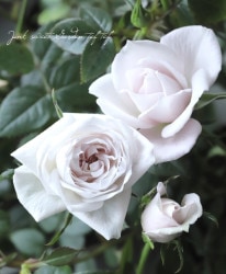 ���¥������ο��ʼ�ߥ˥Х� �إ����ࡼ��١�����