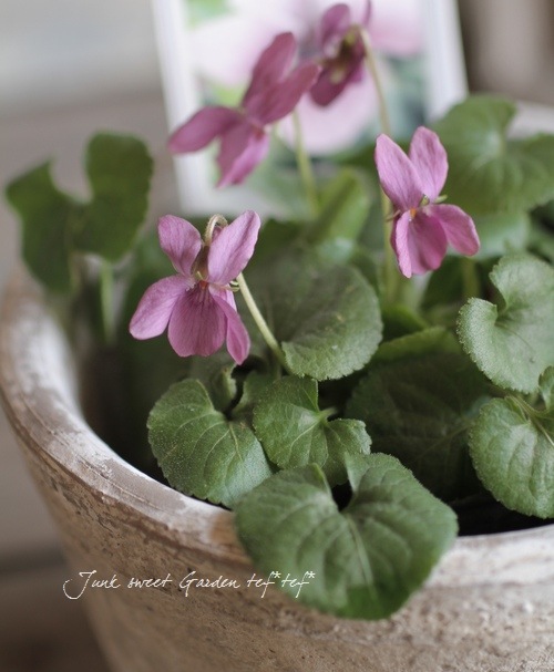 【2756】アルトサックス(シルバー) 青カラミンサとヒメウツギと花ニラの蕾入り ブルーシクラメン セレナーディア 八重咲きのライラックフリル 4号 PVP