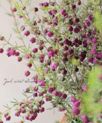 磻󥫥顼ܥ˥إѡץ른顼ɡ