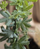 Acacia baileyana<BR><BR>ʥܥĥ꡼ˡ<BR> ե إߥ⥶