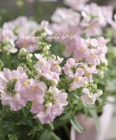 <i>Nemesia sakurako</i><BR><BR> ���֥餵��νɺ��ͥ᥷��<BR>�᡼�ƥ�غ��ҡ�
