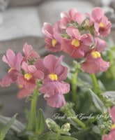 ���֥餵��νɺ��ͥ᥷�����᡼�ƥ�إ��祳�졼�ȥࡼ����