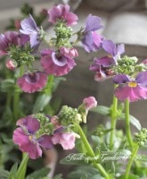 <i>Nemesia Ageha</i><BR><BR>���֥餵��νɺ��ͥ᥷��<BR>���Ѥ�ꤹ�롪<BR>�᡼�ƥ�إ����ϡ�