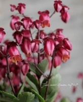 Kalanchoe<BR><BR>Ϳ󥳥<BR>إǥꥢ٥ѡץå
