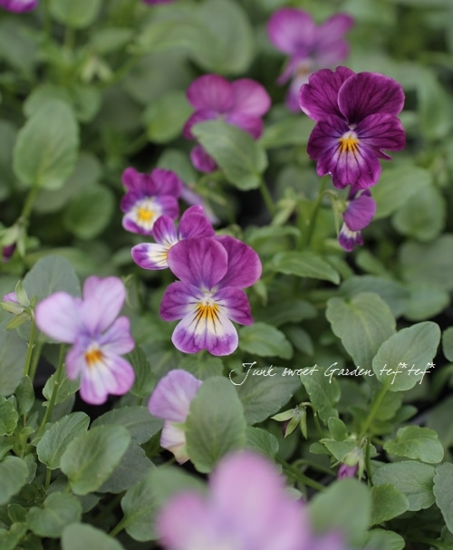 ビオラ ビビシリーズ<BR>ラベンダーアンティーク<BR>3.5寸 | すべての