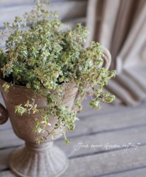 ���ܤΥ����ࡪ�����������ꡡ�ذ˿᥸�㥳��������