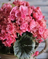 Begoniahiemalis<BR><BR>ǿʼ꡼٥˥<BR>ؾȬź餭˥奢󥹥顼