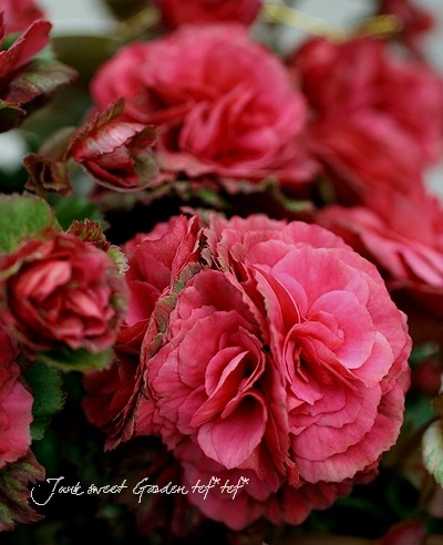 Begonia×hiemalis<BR><BR>最新品種！リーガスベゴニア<BR>『小輪