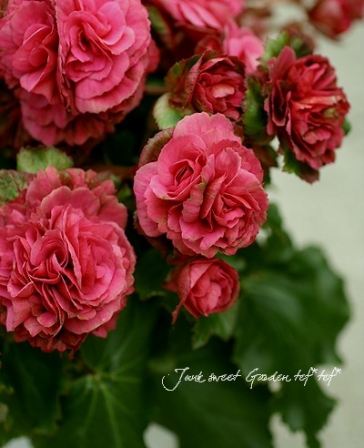 専用希少❣️Begonia fulgurata ベゴニア フルグラータほか3点同梱 楽天市場】ベゴニア・マクラータ 4.5号【観葉植物 インテリア グリーン