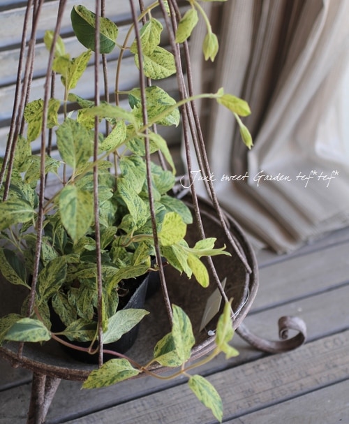 か*l様 3470☘️希少☘️花付☘️特濃グリーンゴールド系⭐️グリーンリップ⭐ 楽天市場】クリスマスローズ ダブル 開花株 カップ咲きイエロー