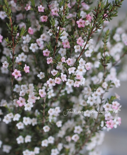 Chamelaucium Ciliatum Br Br ワックスフラワー Br ジェラルトンワックス Br マイクロワックス すべての商品 Junk Sweet Garden Tef Tef