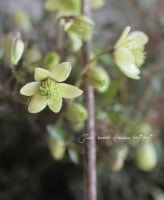 Clematis <BR>��Printemps Biore��<BR><BR>�ǿ��ʼĶ���ء�<BR>�ե����ƥ꡼����ޥ���<BR>�إץ�󥿥�ӥ����