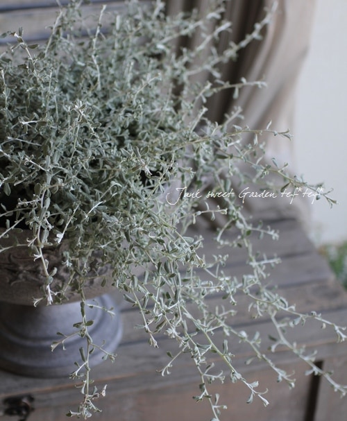 パニカムとケイトウの実ものたっぷりハーフリース　シャリンバイ パニカムとケイトウの実ものたっぷりハーフリースシャリンバイ