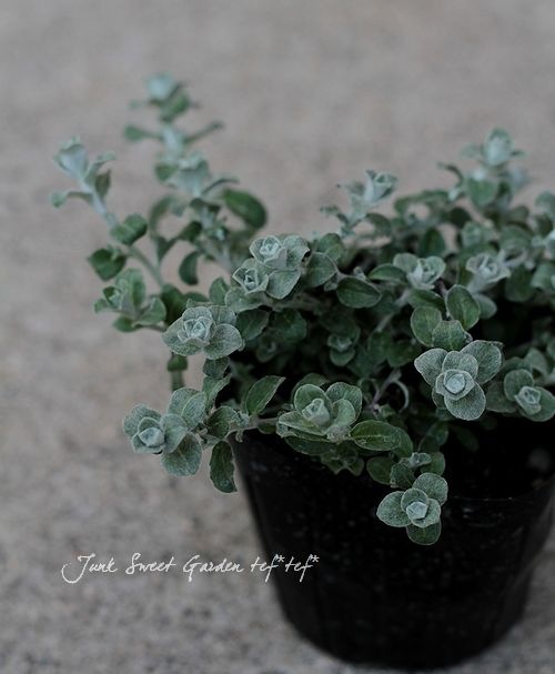 パニカムとケイトウの実ものたっぷりハーフリース　シャリンバイ パニカムとケイトウの実ものたっぷりハーフリースシャリンバイ