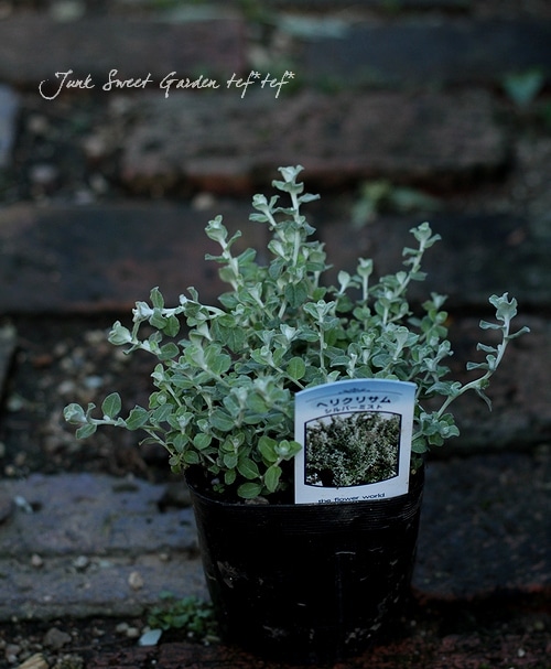 Helichrysum Italicum Br Br 新品種 シャープな葉っぱが可愛い Br ミニ ヘリクリサム Br シルバースター Leaf Species ヘリクリサム Junk Sweet Garden Tef Tef