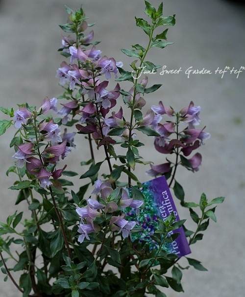 ���⡼�����ʲֿ����ץ�������ƥ�إޥ��˥ե�����