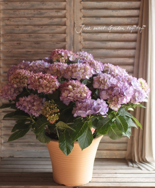 秋色紫陽花　現品発送致します　現在開花中　8本立ち！大株13 202202211354199897571.jpg?811