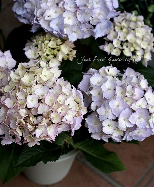 ルドゥーテ　Hortensiaあじさい 紫陽花（アジサイ,あじさい）の絵,絵画を販売 ルドゥーテ