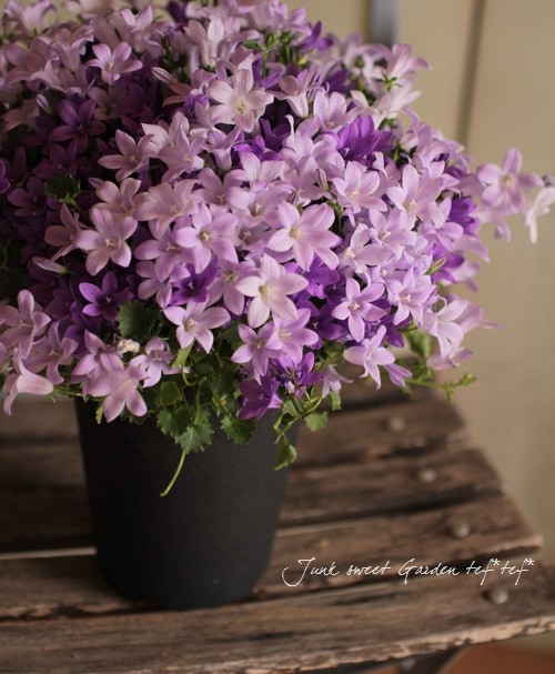 ☆良品☆スポード　カンパニュラ　CAMPANULA　デザートプレート　6枚 スポード カンパニュラ 20cmプレートを買い取りました｜ブランド食器