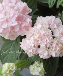 Ȭ�ź餭�����۲֡��ذ�ͽ��Ҽ�ޤ�٥ԥ�