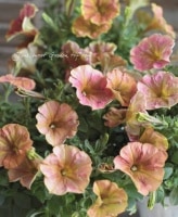 Petunia��hybrida<BR><BR>��߷������Ρ��ڥ���˥����ץ쥸�㡼<BR>�إ饤�ȥѡ��ץ륤���������������