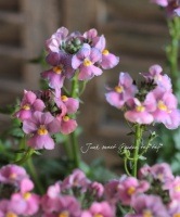 Nemesia caerulea<BR><BR>���å�����Ϳ�<BR>�ɺ��ͥ᥷�����ͥ���<BR>�إ������ԥ󥯡�